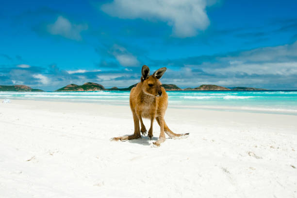 Kangaroo on Lucky Bay - Cape Le Grand National Park - Australia